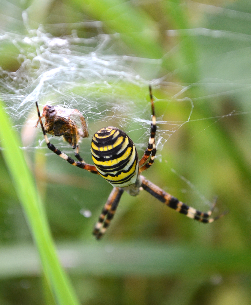 Argiope 2.jpg