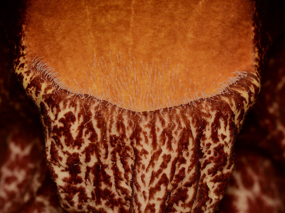 Aristalochia.jpg