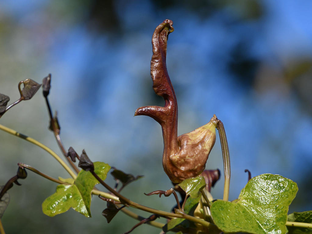 Aristalochia6.jpg