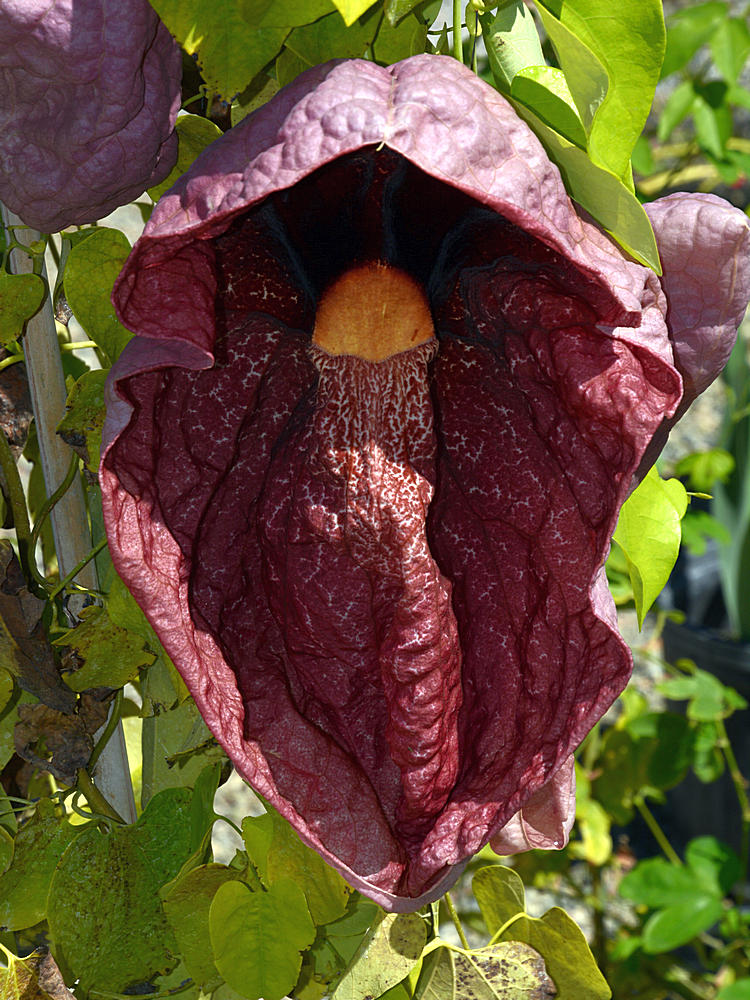 Aristilochia.jpg