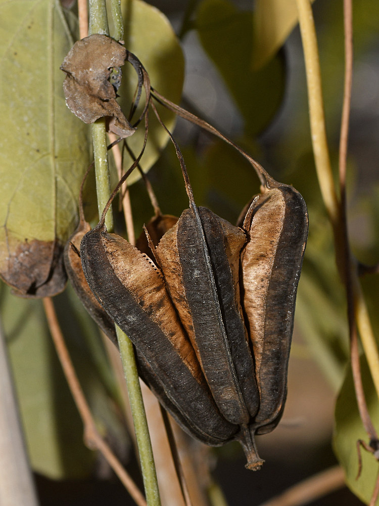 Aristilochia.jpg