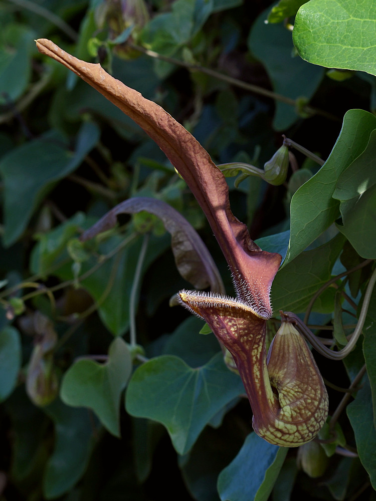 Aristilochia.jpg