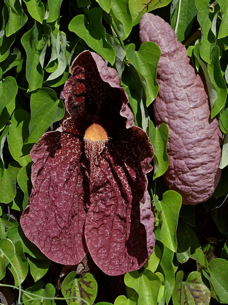 Aristilochia.jpg