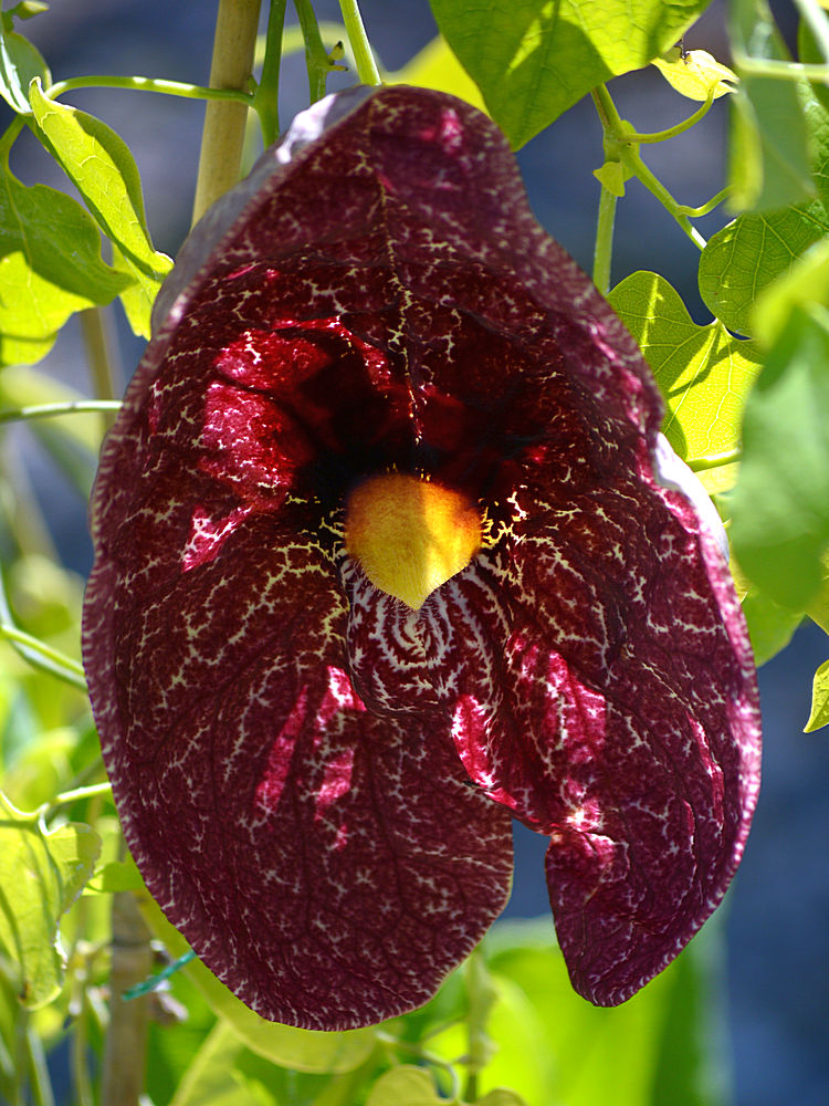 Aristilochia.jpg