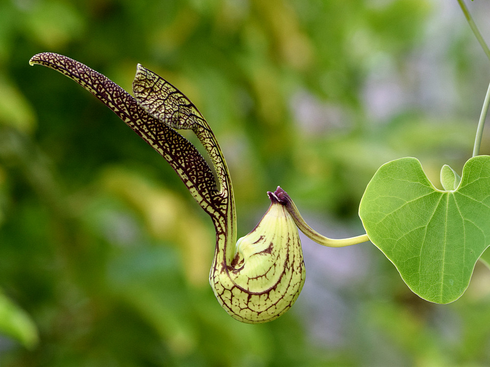 Aristilochia2.jpg