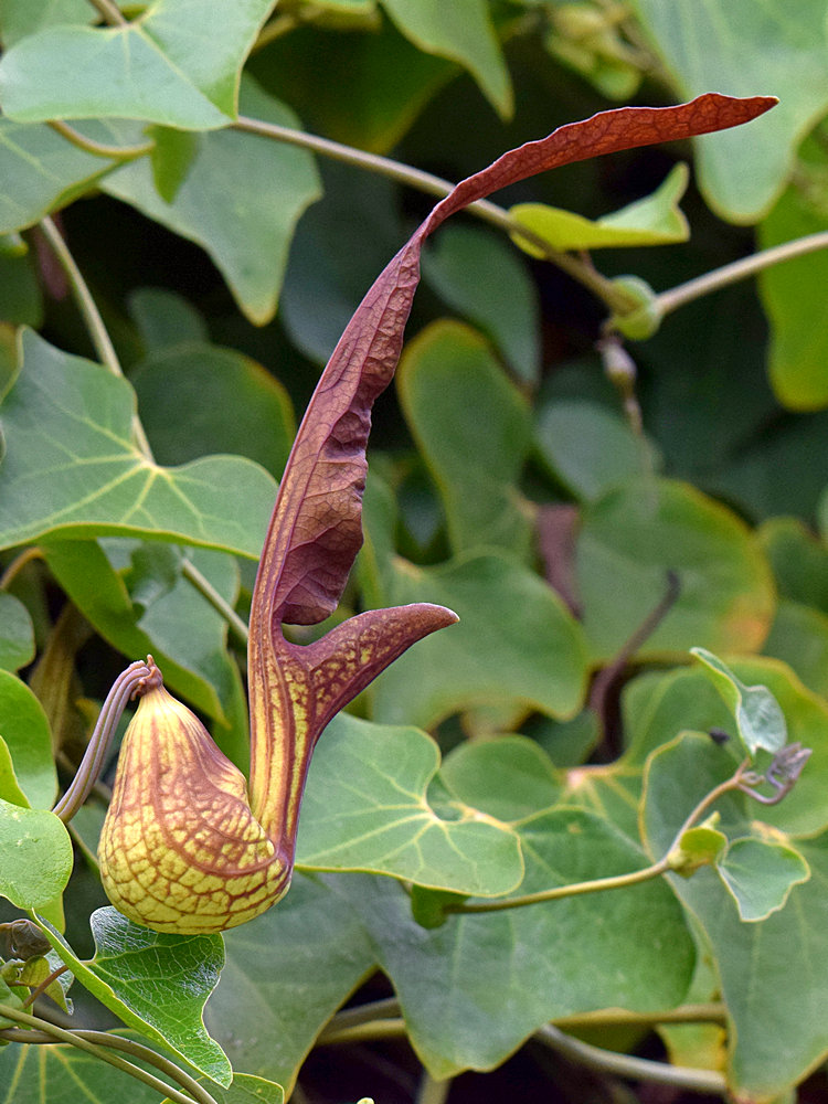 Aristilochia3.jpg
