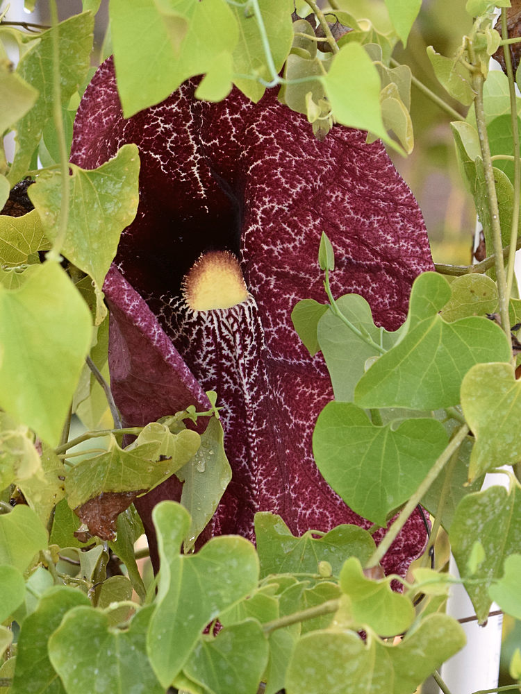 Aristilochia3.jpg