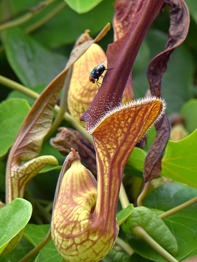 Aristilochia4.jpg