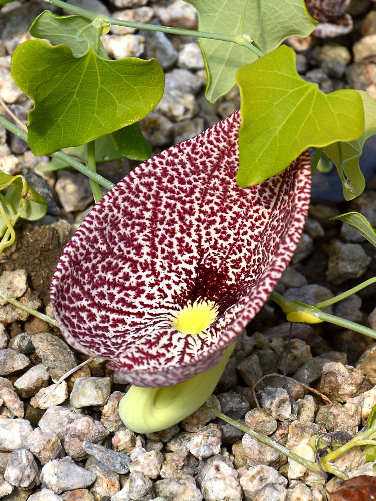 Aristolochia.jpg