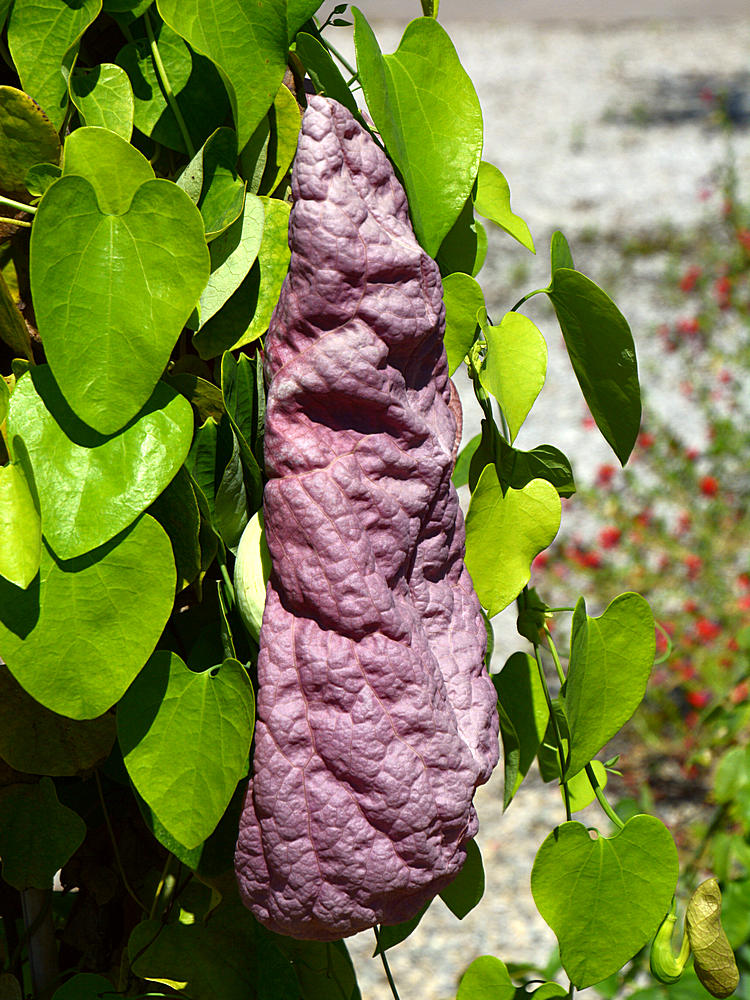 Aristolochia.jpg
