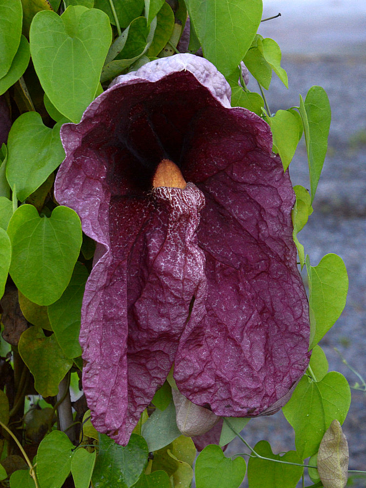 Aristolochia.jpg