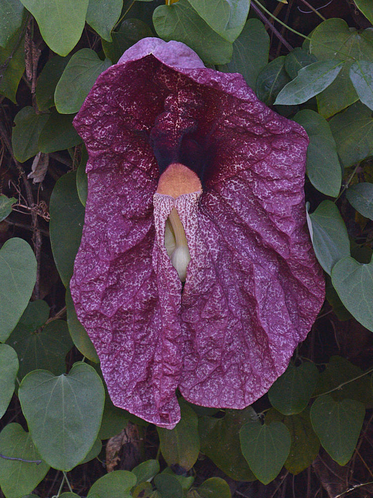 Aristolochia.jpg
