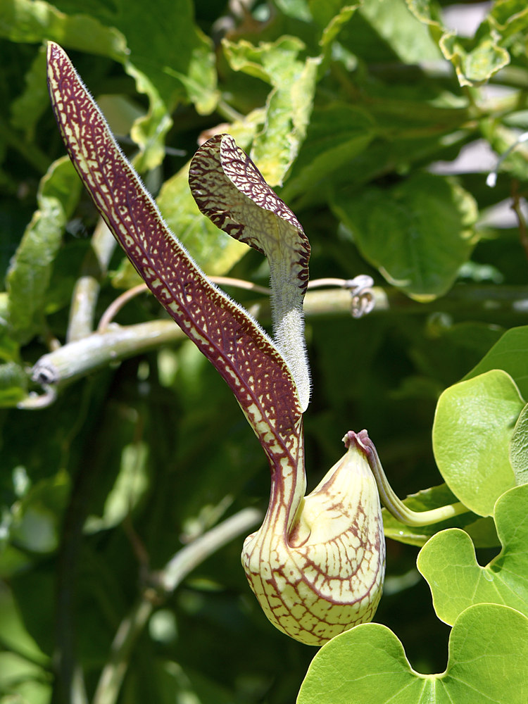 Aristolochia.jpg