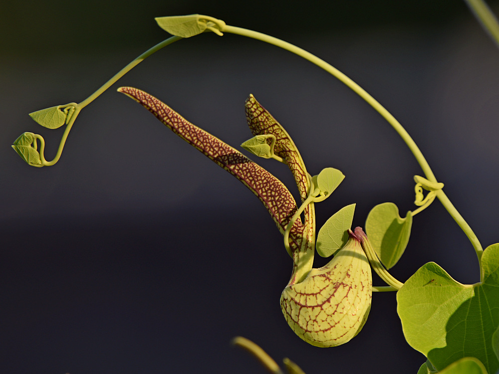 Aristolochia.jpg
