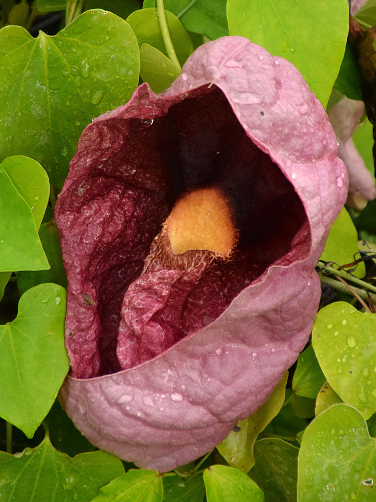 Aristolochia.jpg