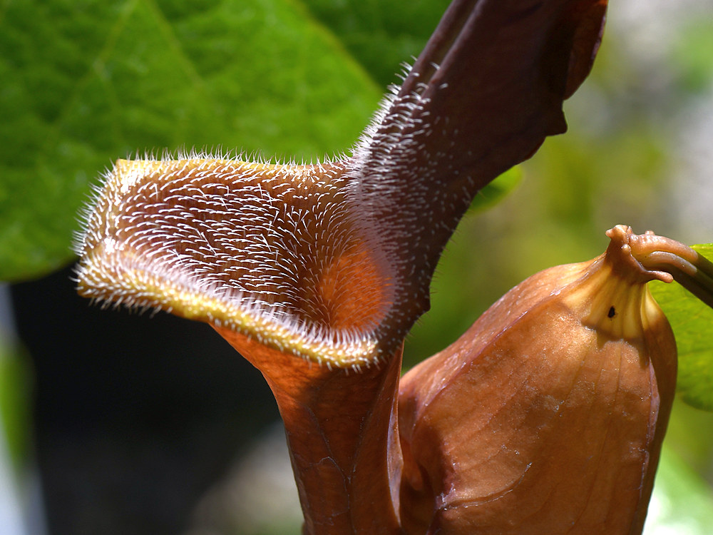 Aristolochia.jpg