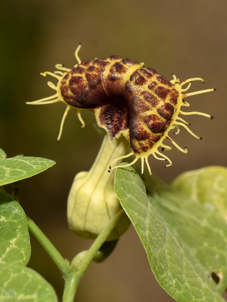 Aristolochia.jpg