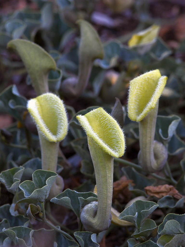 Aristolochia.jpg