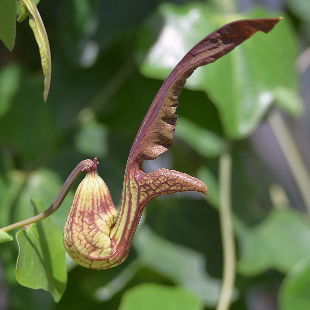 Aristolochia2.jpg