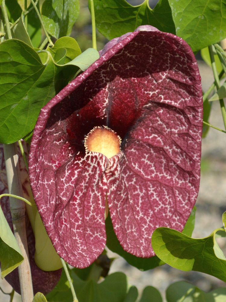 Aristolochia2.jpg
