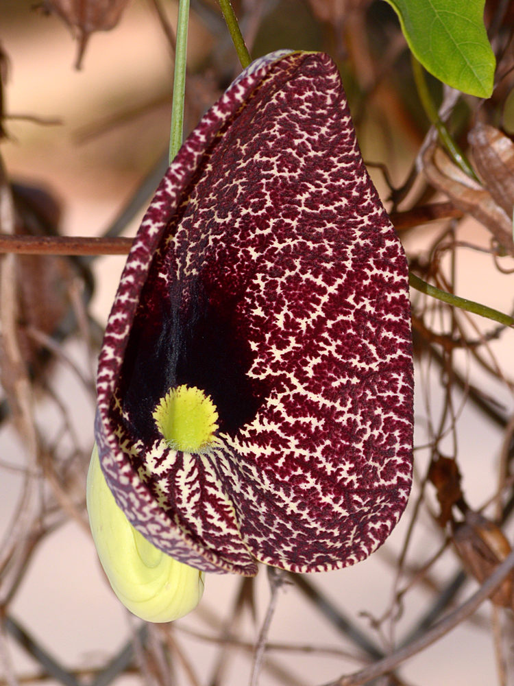 Aristolochia2.jpg