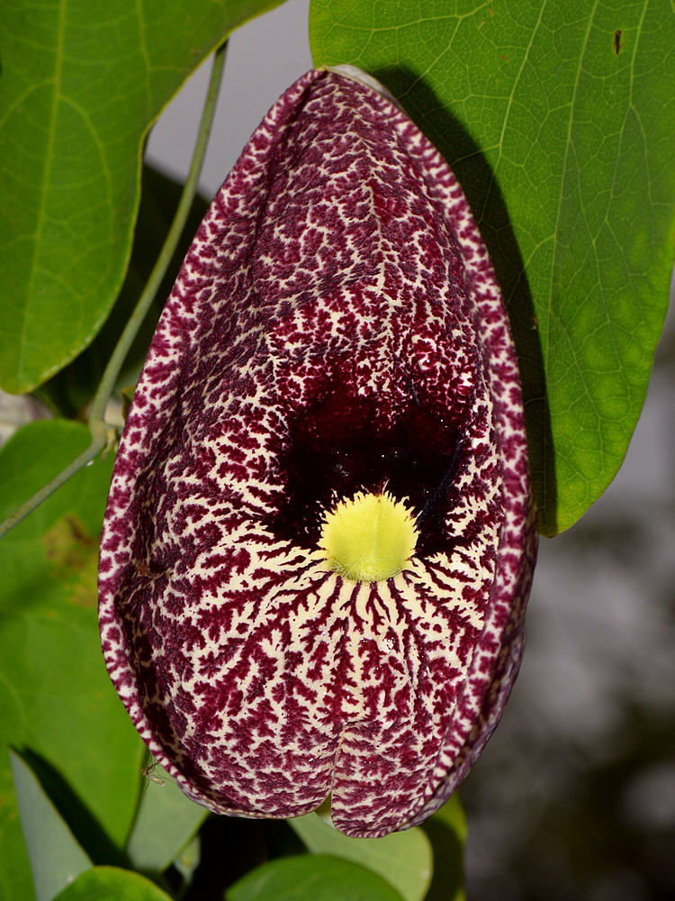 Aristolochia3.jpg