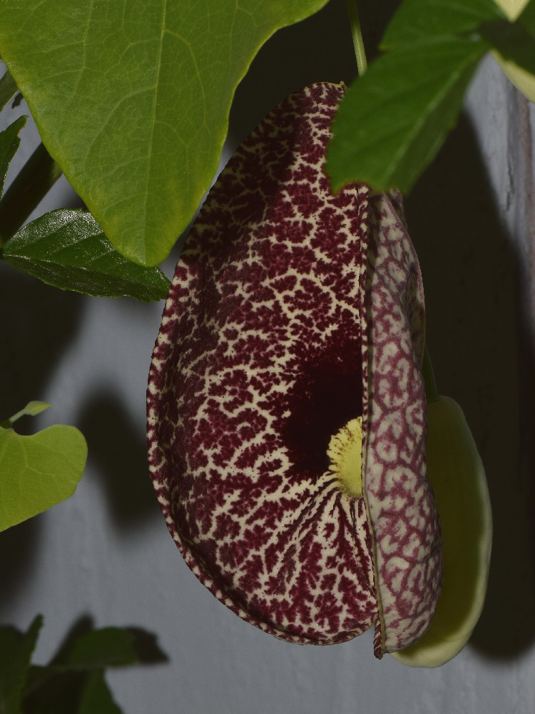 Aristolochia3.jpg
