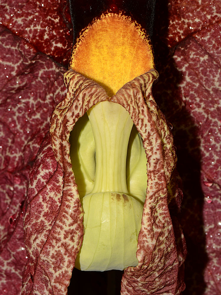Aristolochia4_2016_08_27.jpg