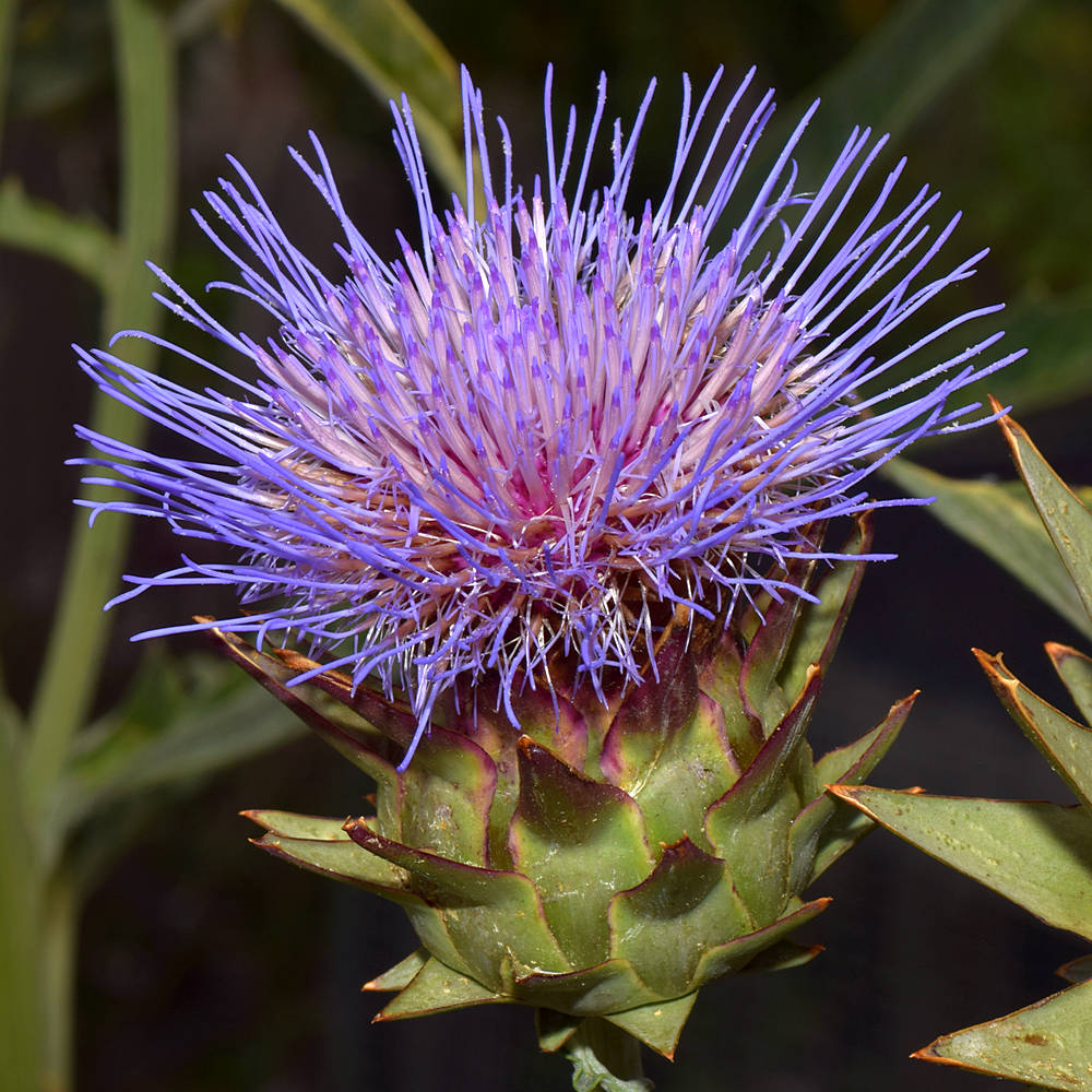 Artichoke.jpg