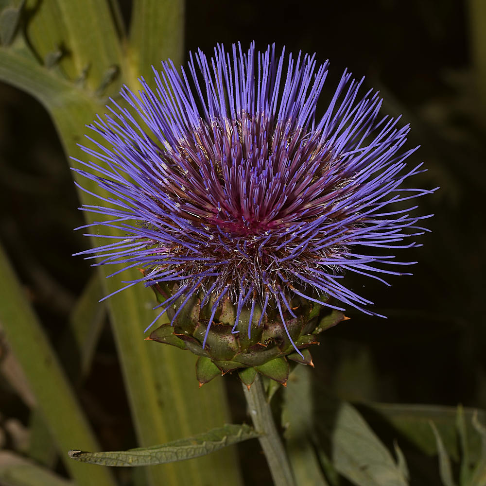 Artichoke.jpg