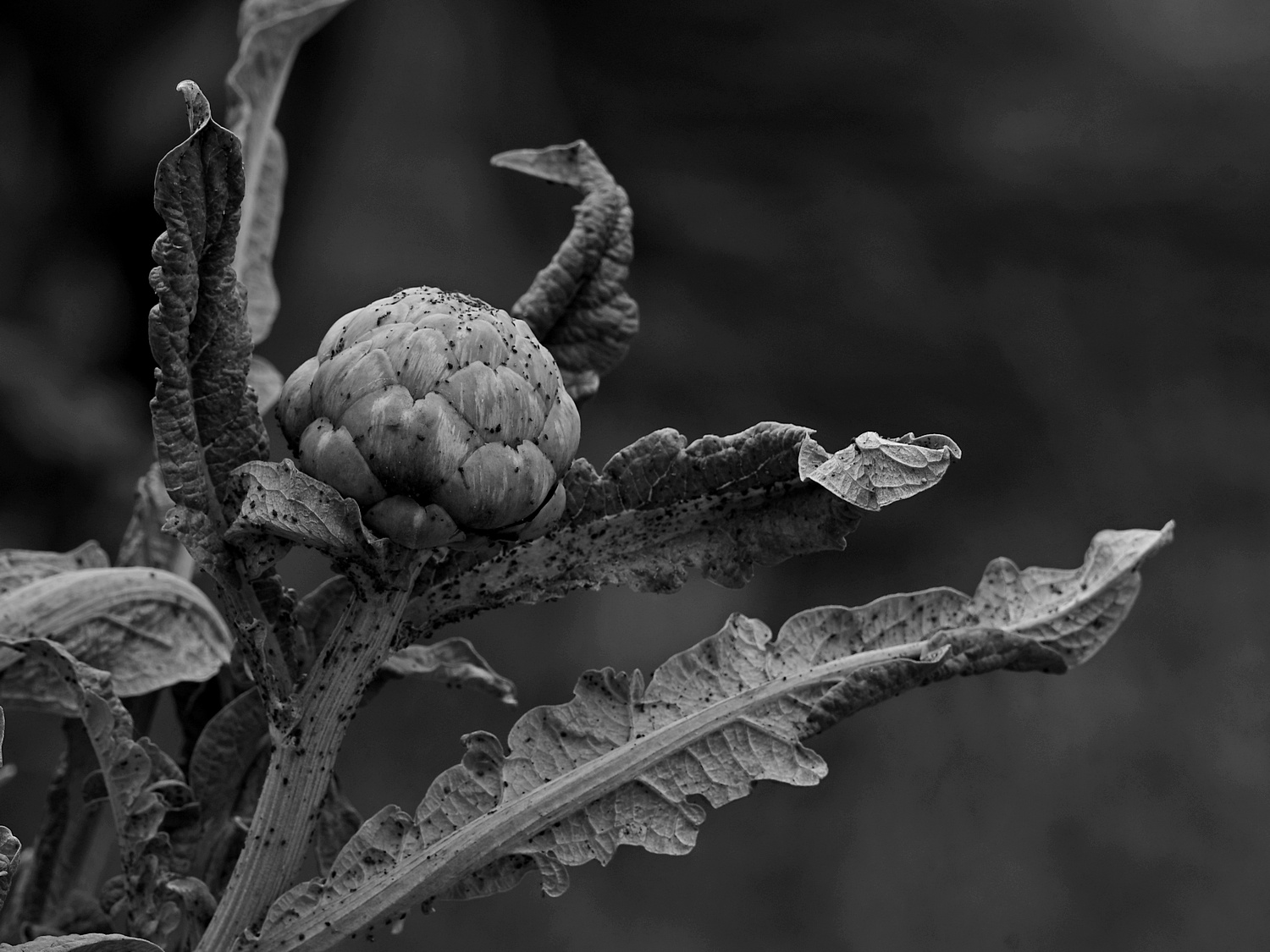 ArtichokeBW.jpg