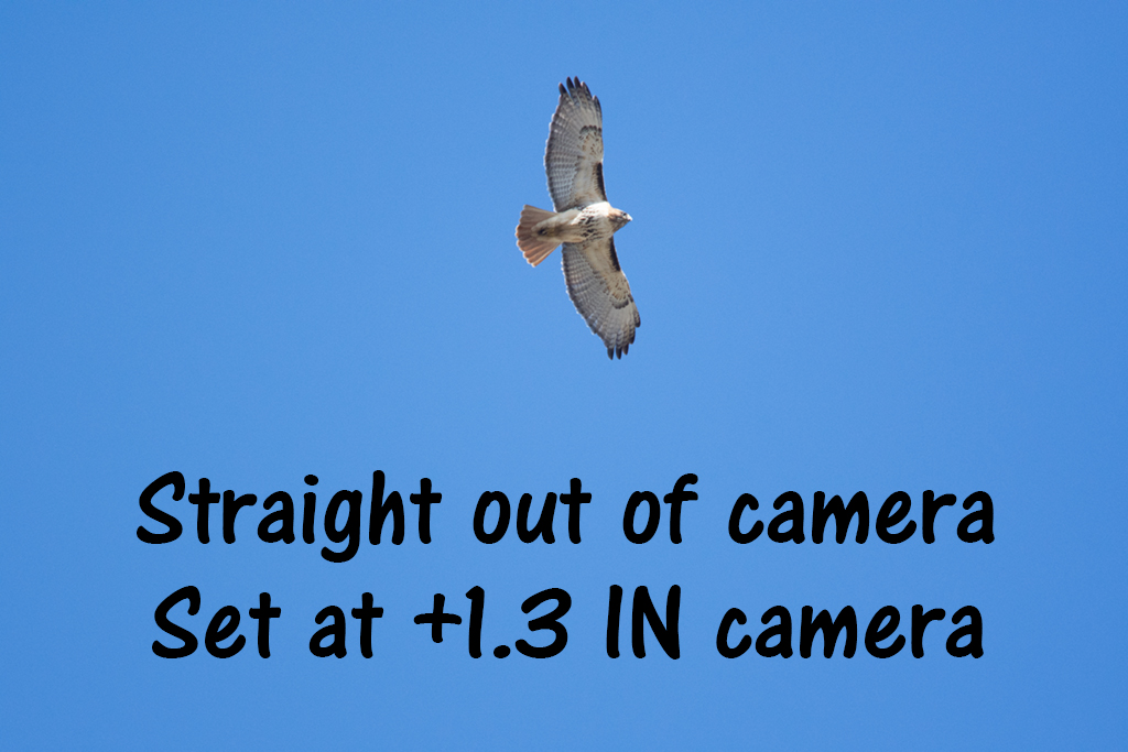As Shot.jpg