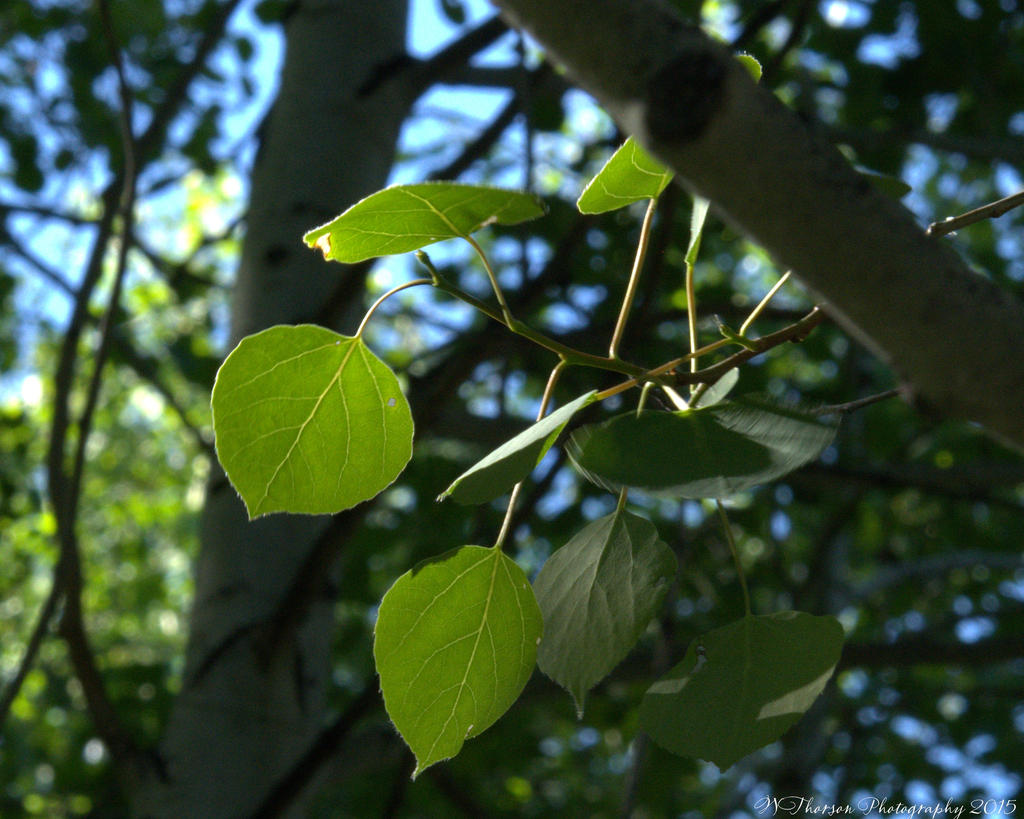 Aspen Leaves 6-13-2015.jpg