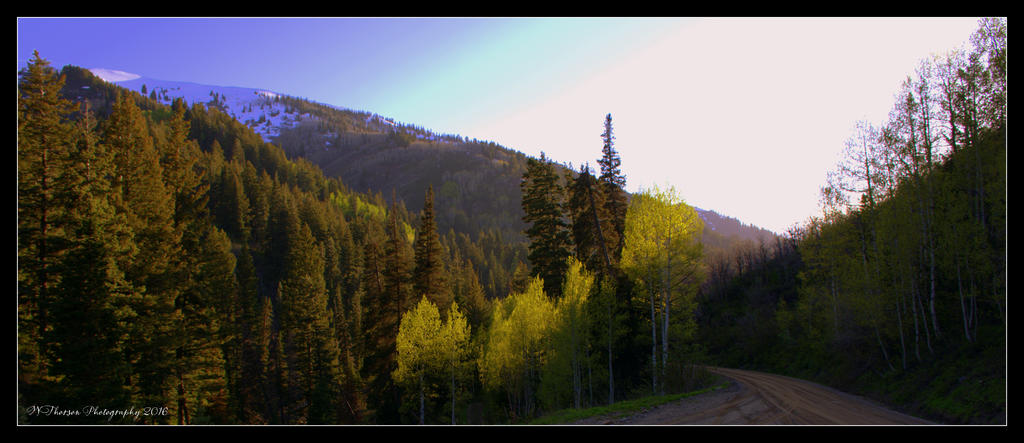 Aspens at the Top 5-21-2016.jpg