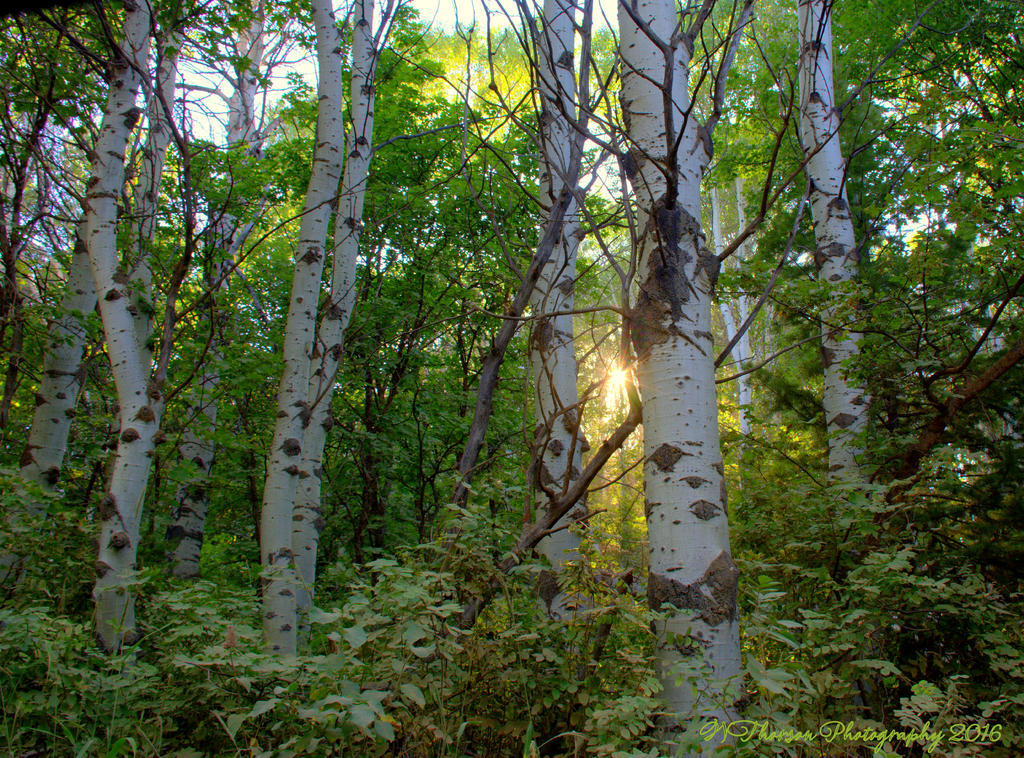 Aspen's with a Sunstar 7-16-2016.jpg