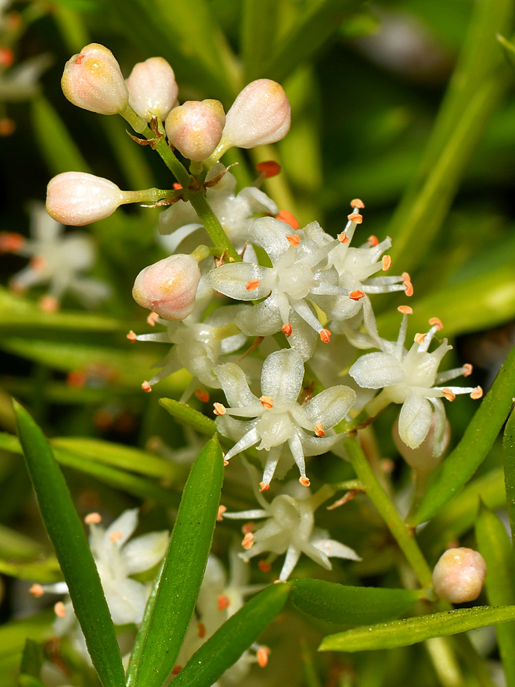 AsperFlower.jpg