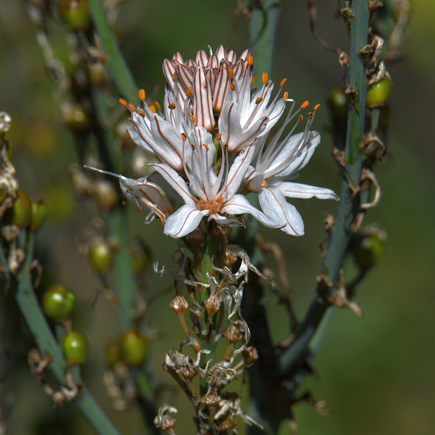 Asphodelus2.jpg