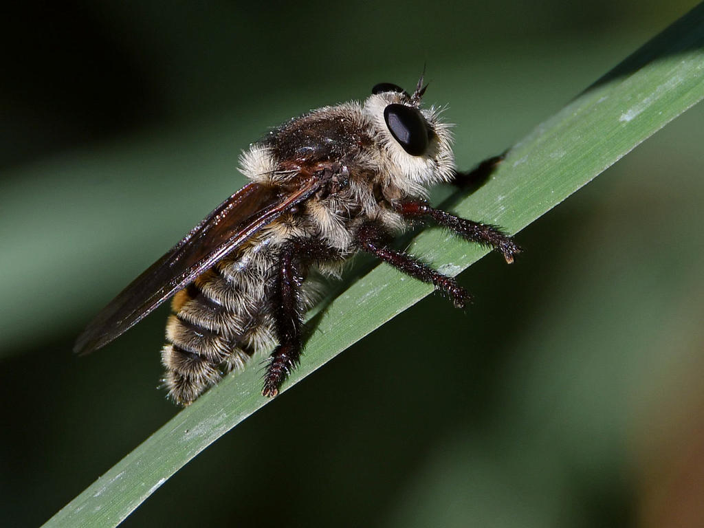 AssassinFly2.jpg