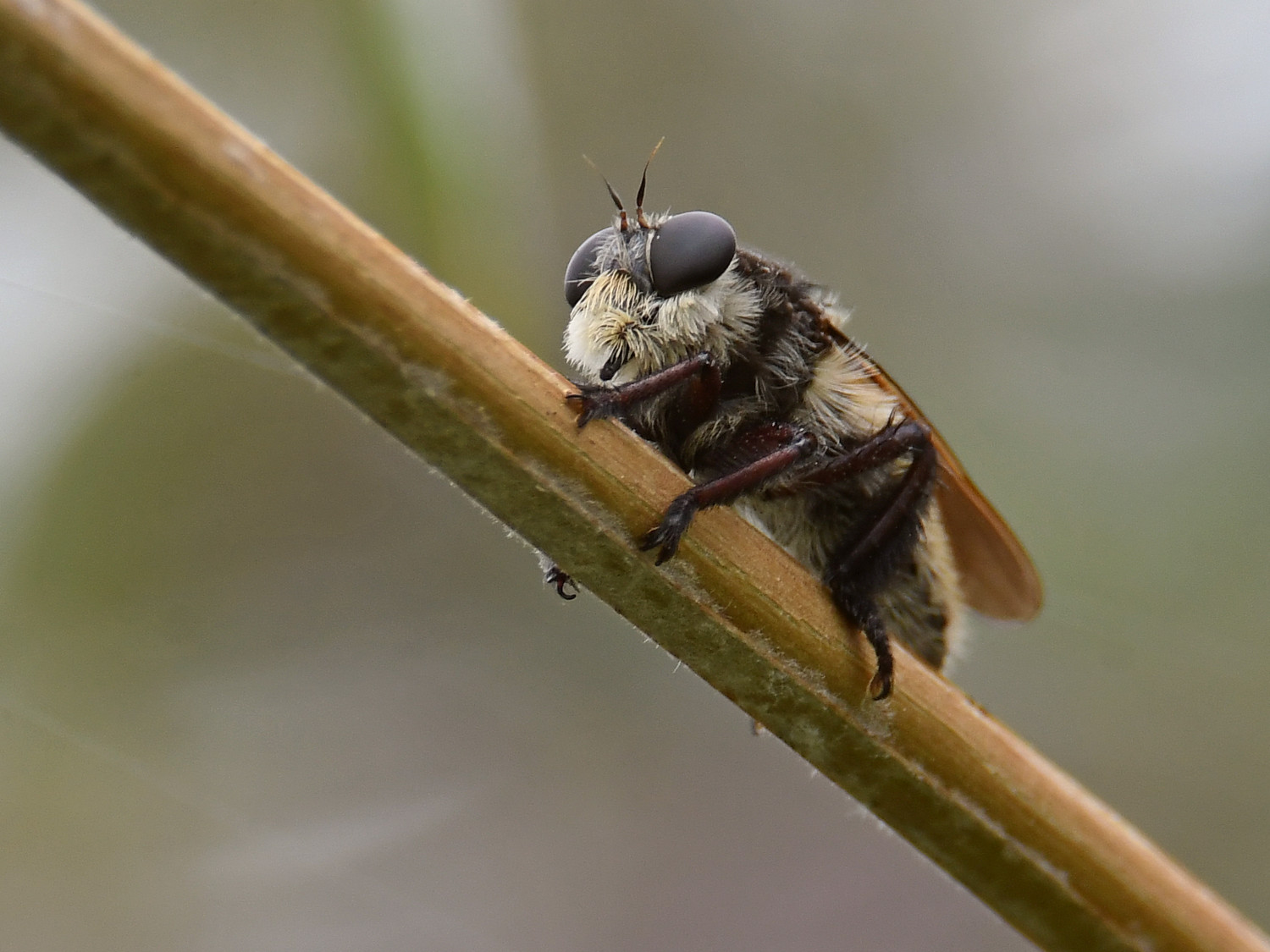 AssassinFly4.jpg