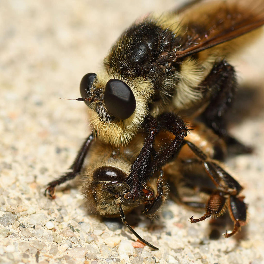 AssassinFly6.jpg