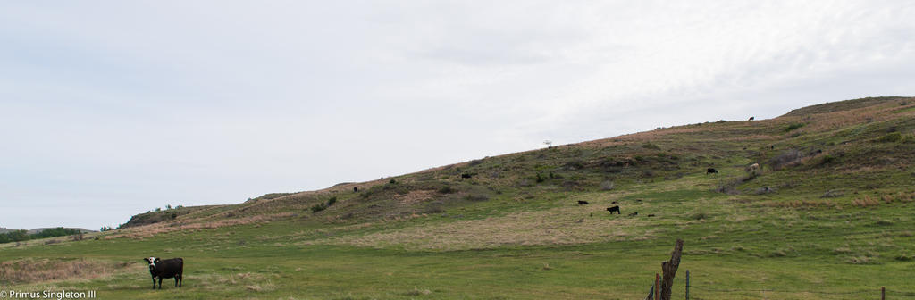 Assigncows.jpg