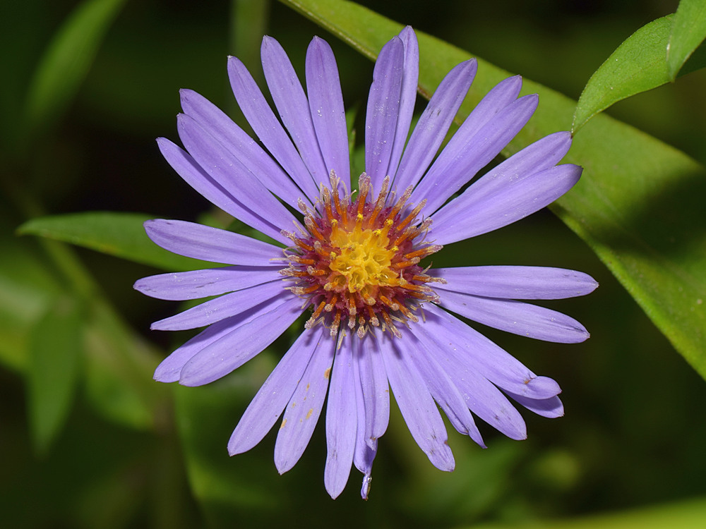 Aster.jpg