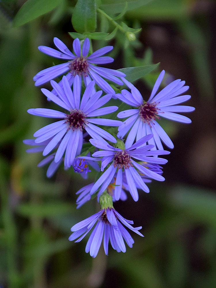Aster.jpg