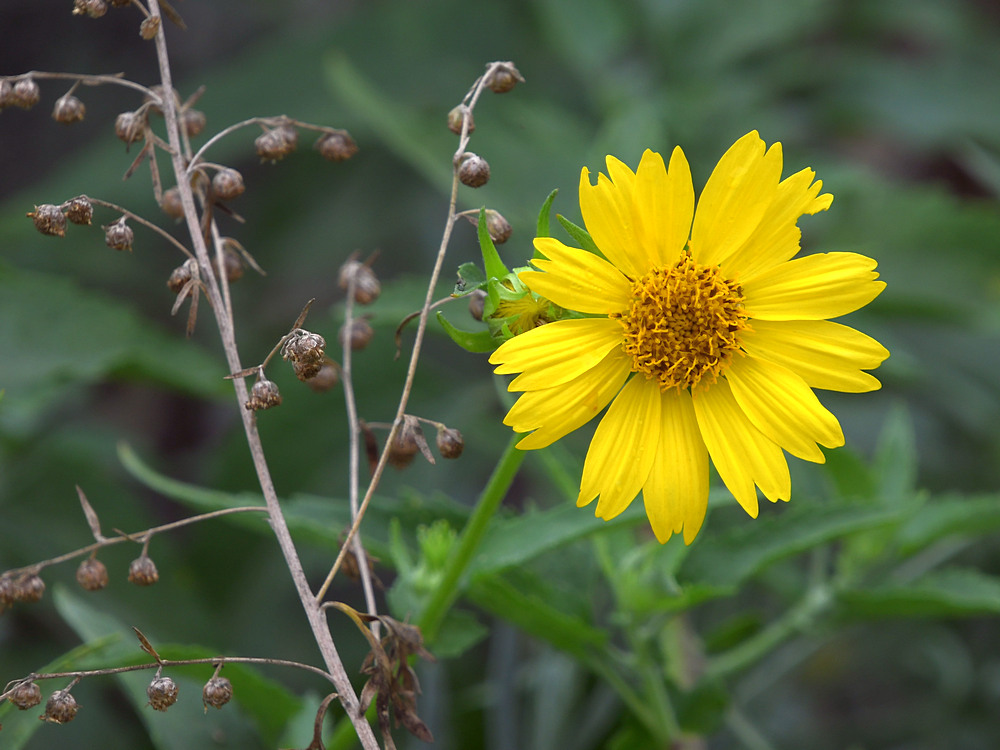 Aster.jpg