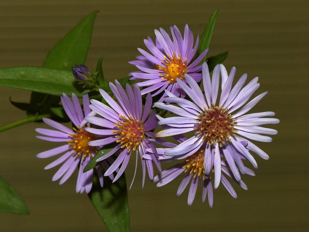 Aster.jpg