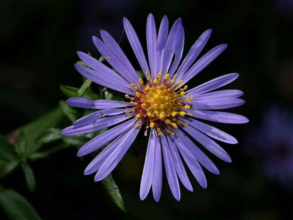 Aster.jpg