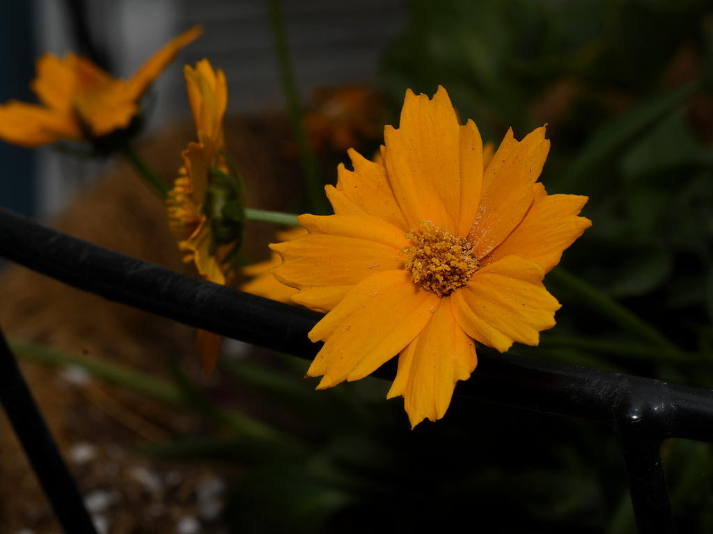 Aster.jpg