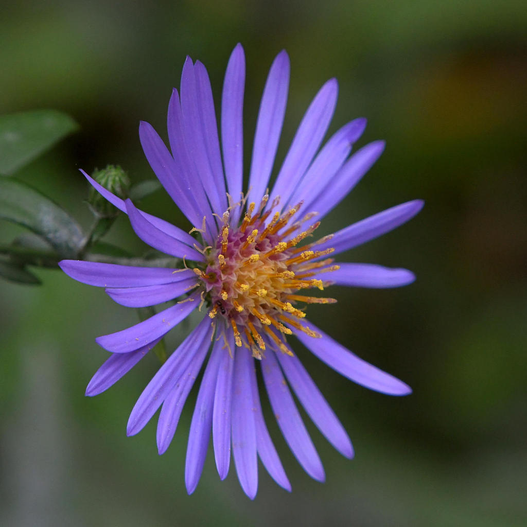 Aster.jpg