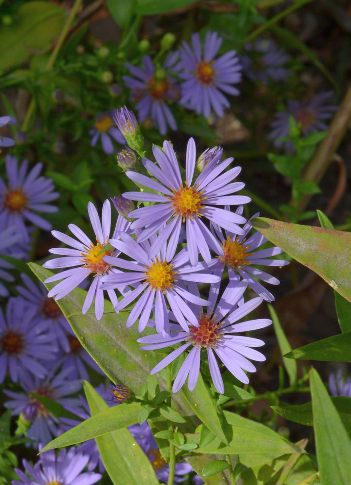 aster.jpg