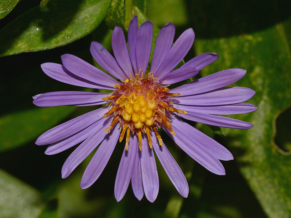 Aster.jpg